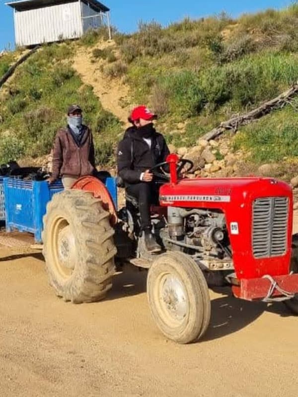 Skilled field operator working on a Cape Winelands farm